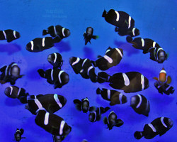 Amphiprion Polymnus (Black) - Allevato Europa S