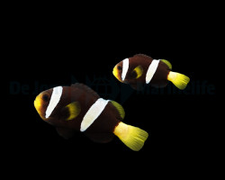 Amphiprion Sebae (Black) (Pair)