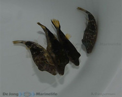 Canthigaster Rostrata M