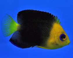 Centropyge Joculator M