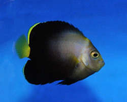 Chaetodontoplus Septentrionalis X Black Phantom - Allevato Europa  M