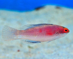 Cirrhilabrus Balteatus (Female) S