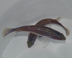 Cirrhilabrus Laboutei Ml