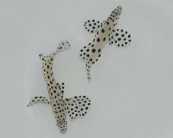 Cromileptes Altivelis - Allevato Europa Ml