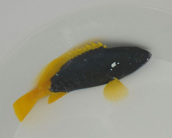 Epinephelus Flavocaeruleus Ml