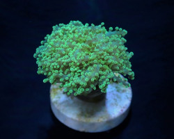 Euphyllia Yaeyamaensis (Green) (Premium) (P/H) Xs