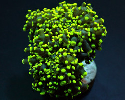 Euphyllia Yaeyamaensis (Green) (Ultra) (P/H) Xs