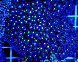 Goniopora Spp. (Green-Blue Center) L