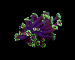 Goniopora Spp. (Tequila Sunrise) (Grade B) (Frag) M