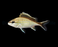 Haemulon Melanurum - Allevato Europa M