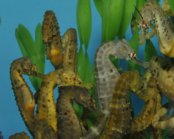 Hippocampus Abdominalis - Allevato Europa  (Temperate Water) Xs