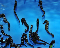 Hippocampus Comes - Allevato Europa M