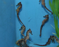 Hippocampus Kuda - Allevato Europa S