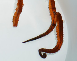 Hippocampus Kuda (Orange) - Allevato Europa  M