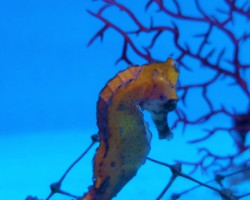 Hippocampus Kuda (Orangish) - Allevato Europa  M