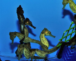 Hippocampus Kuda (Yellowish) - Allevato Europa S