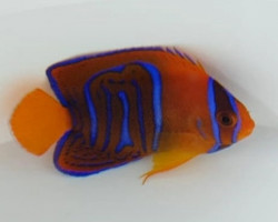 Holacanthus Clarionensis X Passer - Allevato Europa S