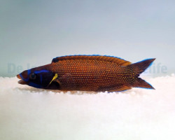 Labropsis Xanthonota M