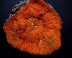 Lobophyllia Rowleyensis (Red) Ml