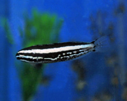 Meiacanthus Kamoharai - Allevato Europa M