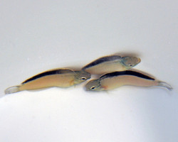 Meiacanthus Smithi - Allevato Europa M