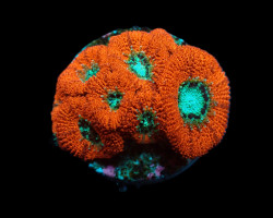 Micromussa Spp. (Frag) M