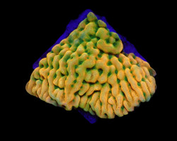 Montipora Danae (Jf Beach Bum) (Frag) M