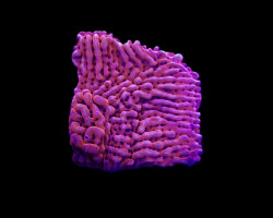 Montipora Danae (Jf Mean Streak) (Frag) M