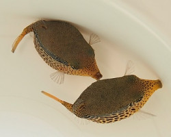 Ostracion Solorensis (Femmina) M