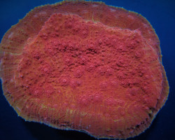 Oxypora Spp. (Premium) S