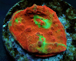 Oxypora Spp. Ultra (Frag) M