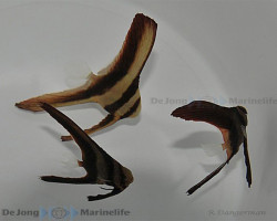 Platax Teira - Allevato Europa Ml