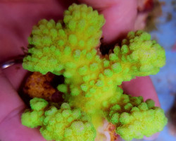 Pocillopora Verrucosa Yellow-Green (Frag) M
