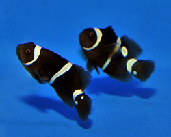 Premnas Epigramma Gold Dot - Allevato Europa M