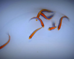 Pseudochromis Flavivertex - Allevato Europa M