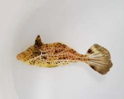 Pseudomonacanthus Macrurus M