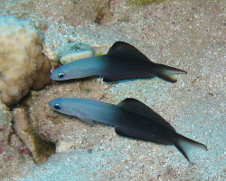 Ptereleotris Evides M