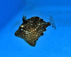 Rudarius Ercodes - Allevato Europa  M