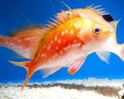 Sacura Margaritacae (Maschio) M