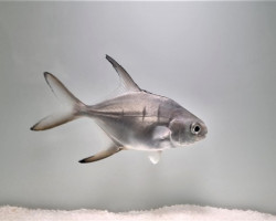 Trachinotus Goodei - Allevato Europa Ml