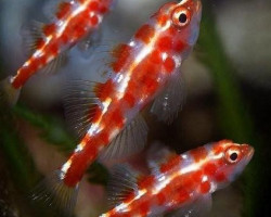 Trimma Rubromaculatus S