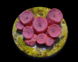 Tubastrea Faulkneri (Orange) (Frag) M