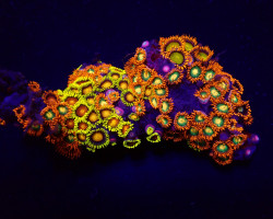 Zoanthus Spp. (Fiji-Tonga) Ml