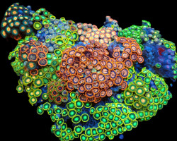 Zoanthus Spp. (Premium) (Colored) (Vietnam) L