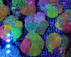 Zoanthus Spp. (Ultra Grade) Xs