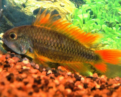 Apistogramma Cacatuoides Orange 2-2,5