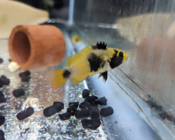 Apistogramma Nijsseni Tigre 2,5-3