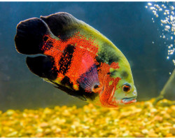 Astronotus Ocellatus Red Oscar 3-4