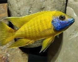 Aulonocara Baenschi  Maschio 7-8Cm