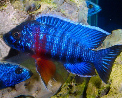 Aulonocara Hansbaenschi Red Flash 7-8